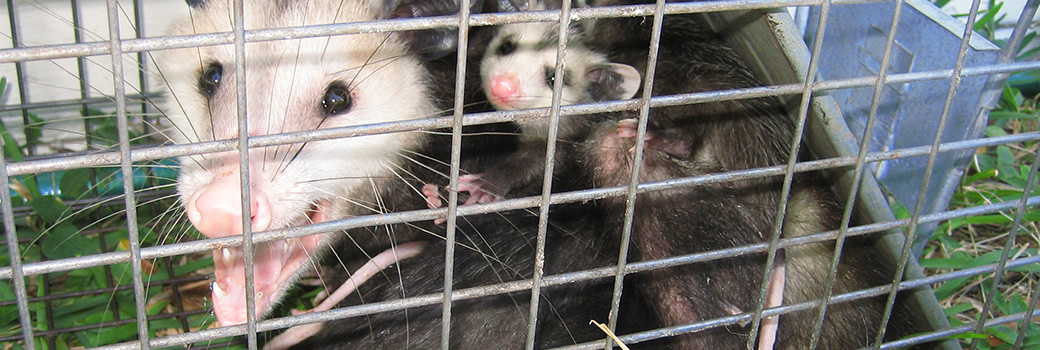 How to Trap Opossums, Opossum Traps