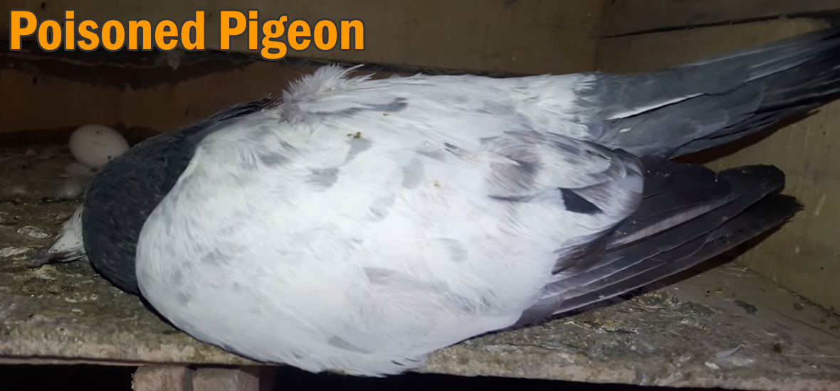 pigeon poison